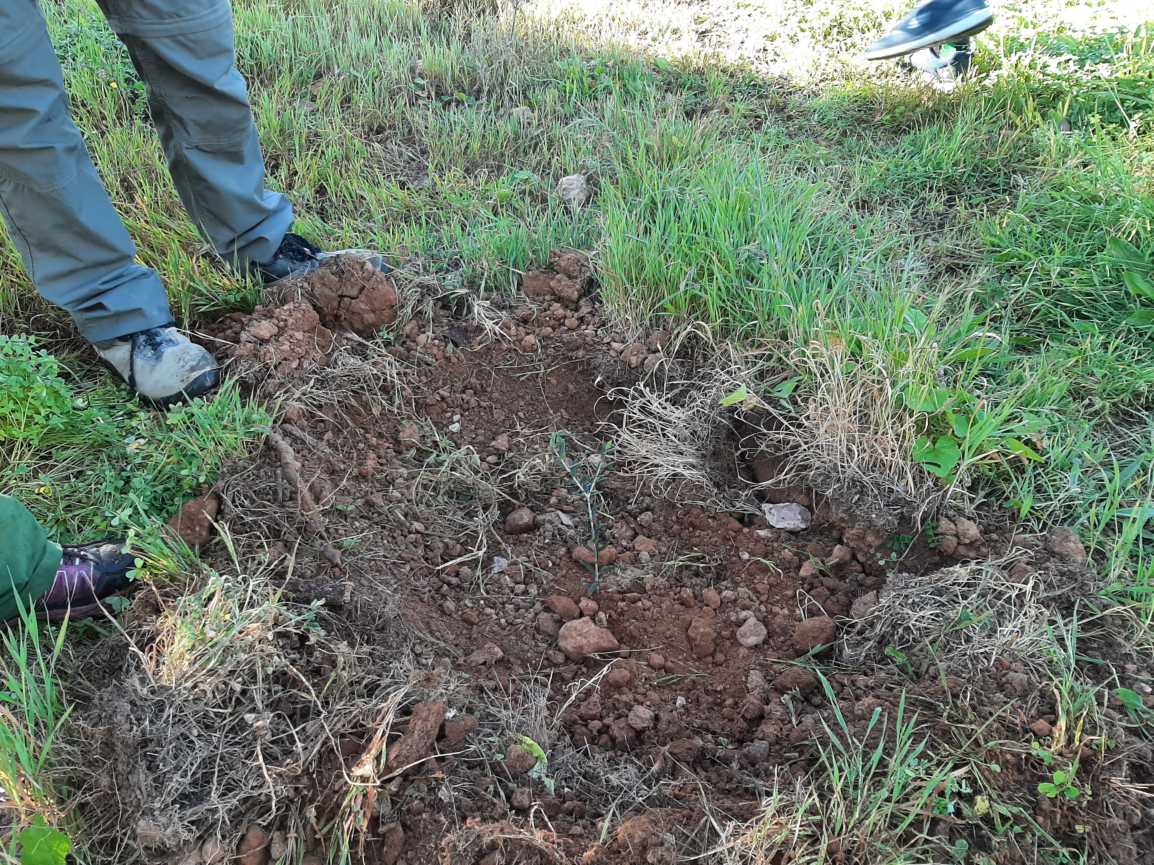 FOTO 1. Plantación en Tentegorra